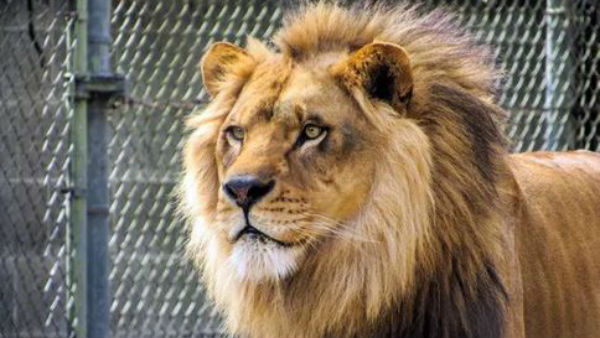 ఒక్కసారిగా వచ్చి