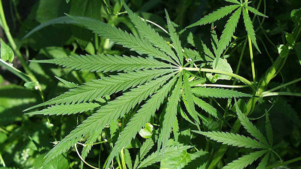 తల్లిదండ్రులకు తెలీకుండా గంజాయి దందా .. 