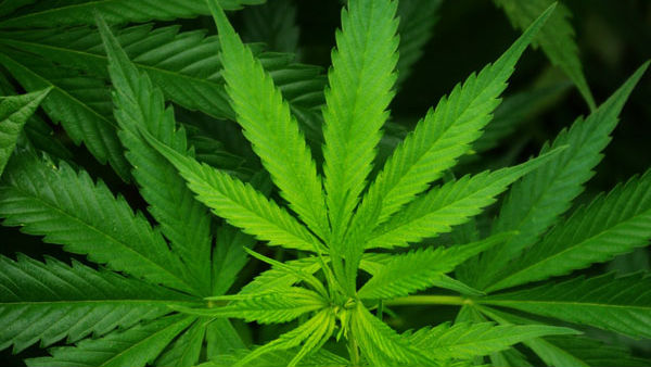  బాపట్లలో పెళ్లి అని చెప్పి గంజాయి ట్రాఫికింగ్ కు పాల్పడిన ఇంజనీరింగ్ విద్యార్థులు 