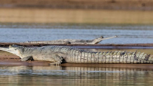 జాగ్రత్త కాలువలో నడవరాదని పోలీసుల హుకూం