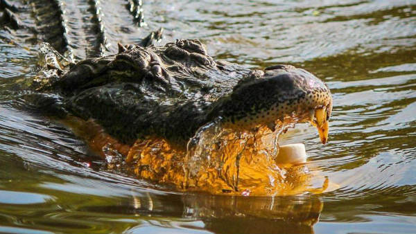 చెల్లెలి కాలును పట్టుకున్న మొసలి