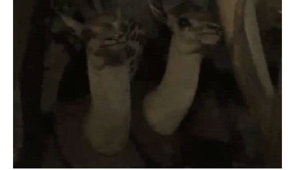  సీఐడీ చార్జిషీటు ప్రకారం విచారణ చేసిన ఈడీ