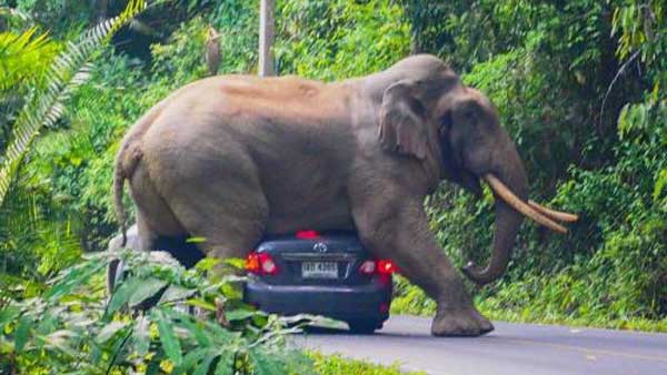 జనావాసాలకు దూరంగా.. జనావాసాలకు దూరంగా..