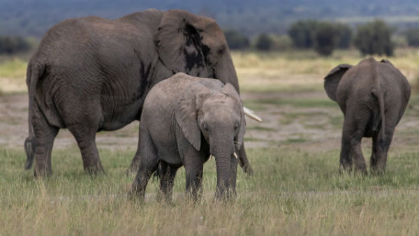 ఈ ప్రాంతంలో ఎక్కువగా సంచరించే ఏనుగులు