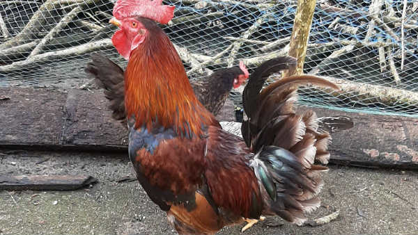 ఆసరా లేని ఎస్సీ, బీసీ-సీ మహిళలకు ప్రత్యేకం