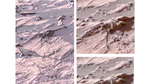  తేనెటీగలతో పోలి ఉన్న కీటకాలు