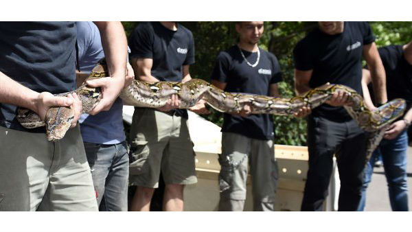 మహిళ కంఠంపై కొండచిలువ స్వారీ