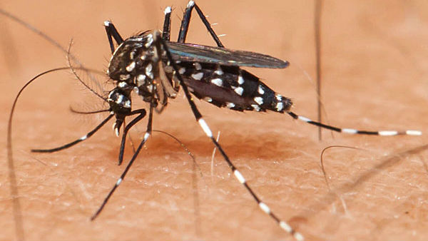 10 వారాలపాటు..