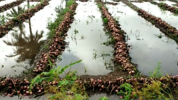 వర్షాలకు ఉల్లి పంట నాశనం 