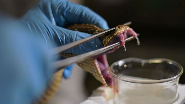  సున్నితమైన ప్రక్రియ ద్వారా పాము నుంచి విషం సేకరణ