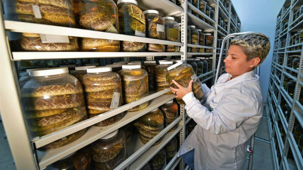 పాము కాటుకు మందు కనిపెట్టిన డీసౌజా 