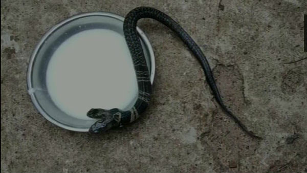  అడవుల నుంచి వచ్చిన పాము