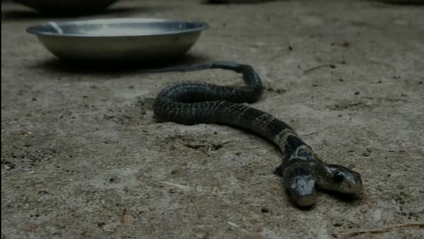 శాస్త్రీయ కారణాలతోనే రెండు తలలు