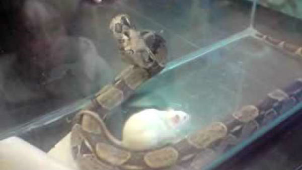  పాముకు ఆహారంగా ఎలుకలు