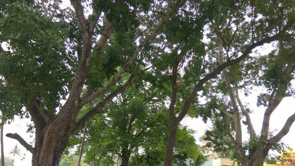 చెట్లపై దేవుళ్లు..