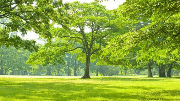 ఫలితం విజయమే..