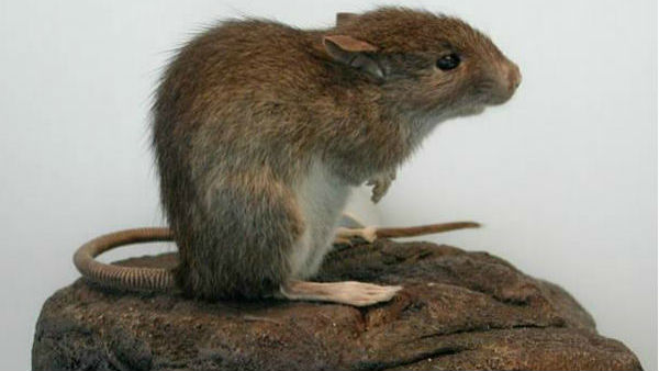 మార్చురీలో మృతదేహం..కళ్లను పీక్కుతిన్న ఎలుకలు