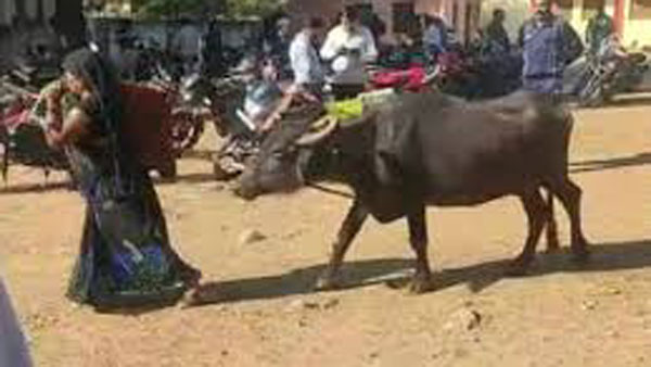 డబ్బుల్లేక గేదెను తీసుకొచ్చిన మహిళ