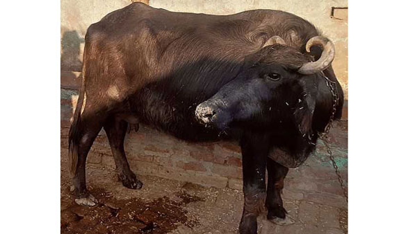 పని జరగాలంటే పదివేలు డిమాండ్