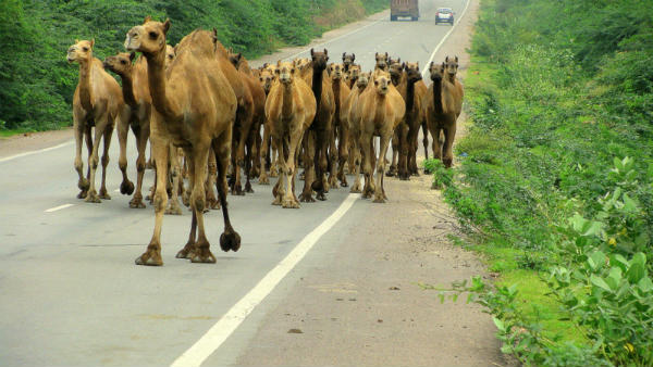 నివాస ప్రాంతాల్లోకి వస్తున్న ఒంటెలను మాత్రమే... నివాస ప్రాంతాల్లోకి వస్తున్న ఒంటెలను మాత్రమే...