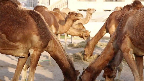 నీటి కోసం ఇళ్లల్లోకి గుంపులుగా చొరబడుతున్న ఒంటెలు నీటి కోసం ఇళ్లల్లోకి గుంపులుగా చొరబడుతున్న ఒంటెలు