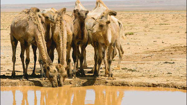 భారత్ నుంచి పెద్ద సంఖ్యలో ఒంటెల దిగుమతి భారత్ నుంచి పెద్ద సంఖ్యలో ఒంటెల దిగుమతి