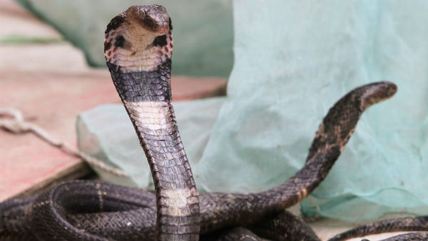  గబ్బిలాలతో పాటు పాముల్లో కూడా కరోనా వైరస్