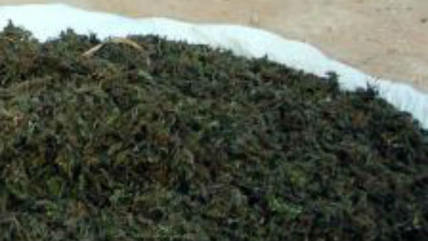  చిలగడ దుంపల మాటున 2 వేల కిలోల శీలావతి గంజాయి తరలింపు 