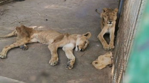 సూడాన్‌లో అల్ ఖురేషీ పార్క్‌ సింహాల దీనగాథ