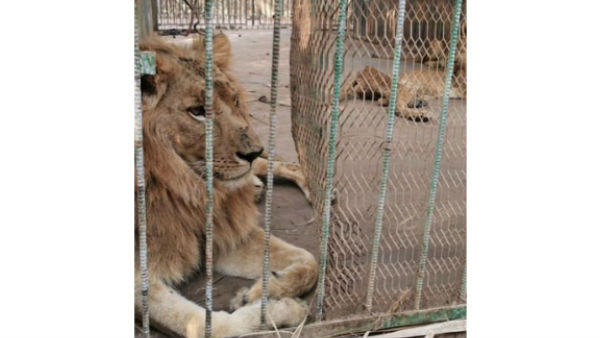  సింహాల శరీరం నుంచి బయటకు వస్తున్న ఎముకలు