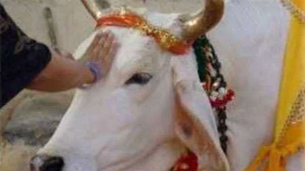 పశువులకు కృతజ్ఞత