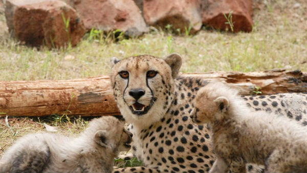  మధ్యప్రదేశ్‌లోని నౌరదేహీ అటవీప్రాతం సూచించిన కమిటీ