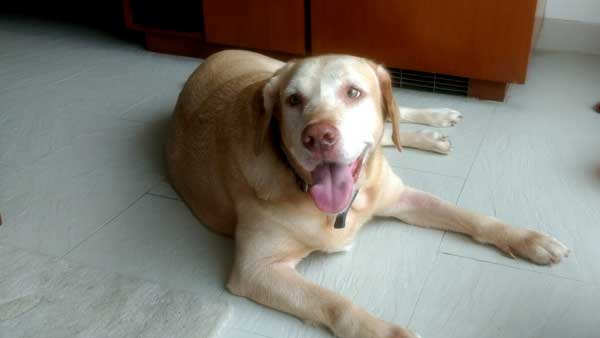 ఇంటి ప్రహరీ గోడకు ఇంటికి మద్య పెంపుడు జంతువులకు చిన్న రూమ్ ఉండోచ్చా :- 