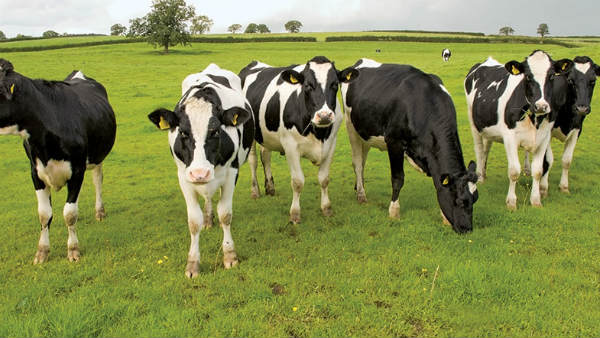 గ్రహణం పట్టు, విడుపుల సమయంలో వంట.. విషపూరితం.. గ్రహణం పట్టు, విడుపుల సమయంలో వంట.. విషపూరితం..