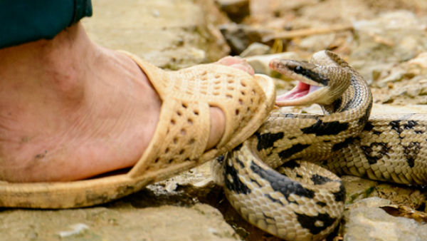 పాము కాటుకు విరుగుడు మందు హాస్పిటల్స్‌లో ఉంది