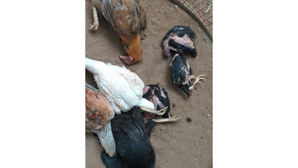  వైరస్ వల్ల పశువులకు, కోళ్లకు శరీరంపై భయంకర కణతులు , పుండ్లు ,.. వైద్యం లేదన్న డాక్టర్లు 