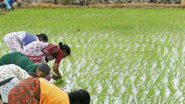 క్రాప్ లోన్ల లిస్ట్‌ను సిద్ధం చేస్తున్న వ్యవసాయ శాఖ