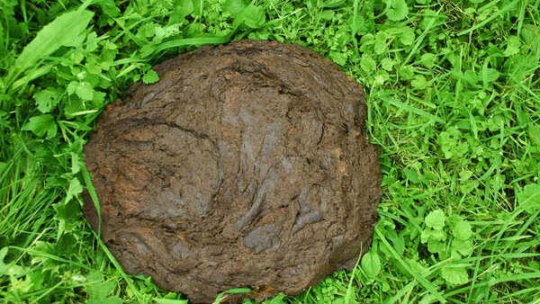 అవు పేడ అద్బుతం 