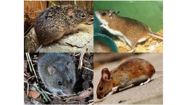 కరోనా కన్నా డేండర్