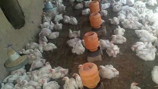 రెండు వారాల్లో రూ.500కోట్లు నష్టం