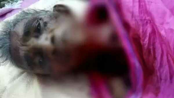 కరోనా దెబ్బకు శ్రీలంక టూ తేని కరోనా దెబ్బకు శ్రీలంక టూ తేని