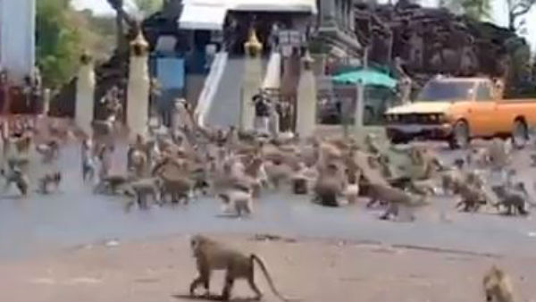 ఒక్క అరటిపండు కోసం..