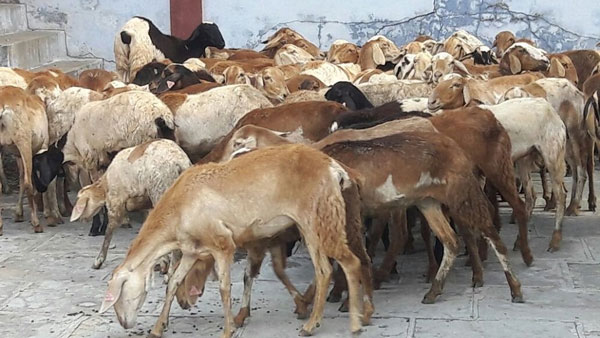 గొర్రెల కాపరుల కోసం సీఎం జగన్ నిర్ణయం