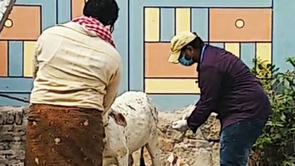  కృష్ణాజిల్లాలో ఆవులకు అస్వస్ధత..