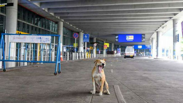 కుక్కలు మాయమైపోతున్నాయ్..