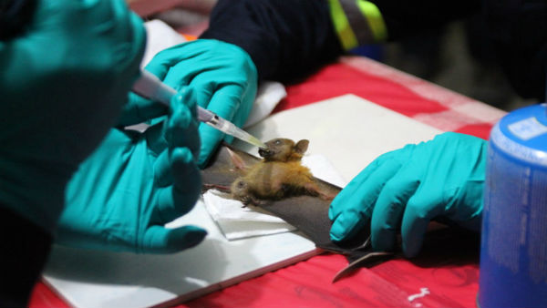 ఓ లేడీ ద్వారా..