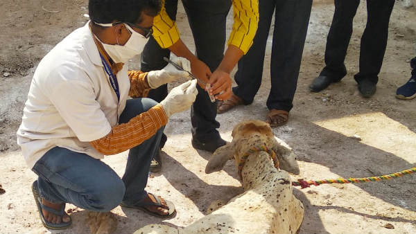  అంటువ్యాధిగా నిర్ధారణ...