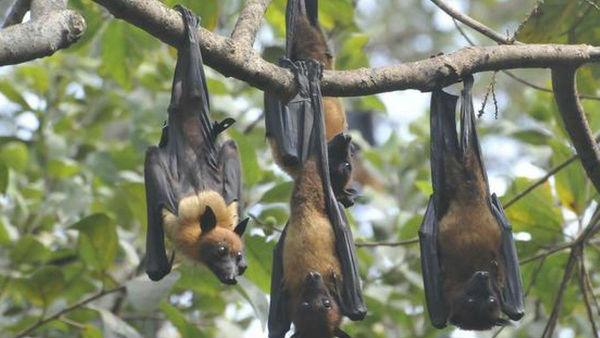 గబ్బిలాలే వాహకాలా..