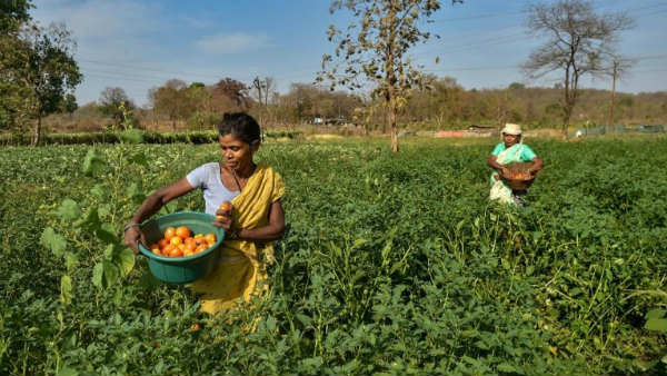 ఫుడ్ ప్రాసెసింగ్ యూనిట్ల పునరుద్ధరణ.. 