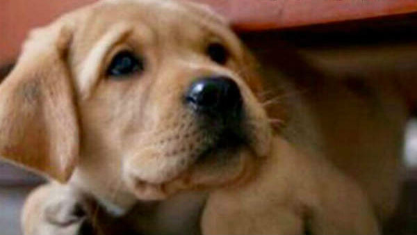 కెనిడ్స్‌ జీర్ణాశయ ప్రేగుల్లో కరోనా వైరస్